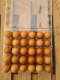 Fresh locally bred brown and white eggs 30pcs