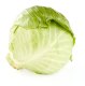 Fresh Green Cabbage